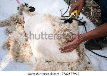 Worker's hands using an electric shearing machine on a sheep, carefully removing its thick fleece for wool fiber production, showcasing the agricultural process of animal husbandry
