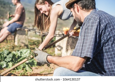 Workers Harvesting And Cleaning In The Community Greenhouse Garden - Happy Young People At Work Seeding Organic Vegetarian Food - Focus On Man Face - Healthy Lifestyle Concept