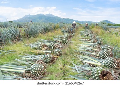 The Workers Or Jimadores Are Cutting Down The Agave Plants To Make Tequila.