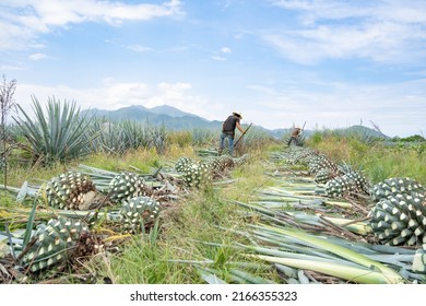 The Workers Or Jimadores Are Cutting Down The Agave Plants To Take Them To The Tequila Factory.