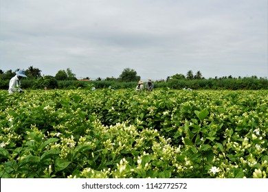 Workers Are Keeping Jasmine In The Garden.