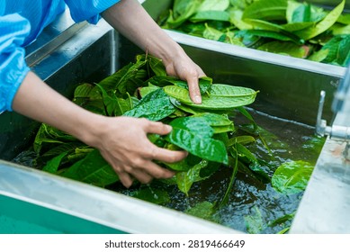 Workers labor in a tea processing factory in Gia Lai, Vietnam