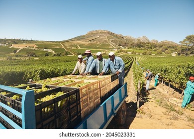 Workers loading boxes of grapes on a tractor trailer after harvesting. Grapes being delivered from the vineyard to wine manufacturer. Transporting grapes from grape farm to  wine factory. - Powered by Shutterstock