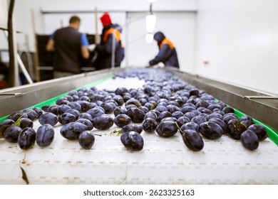 Workers manually sort and inspect the freshly harvested plums on a white plastic sorting conveyor belt at the warehouse for sorting, processing, and storage.
