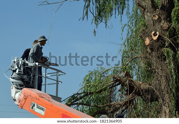 Workers on a mobile mechanical car lift cut\
tree. September 24, 2020. Near\
Kiev,Ukraine