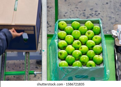 Workers Packing Apples Into Boxes In Fruit Processing Plant - Powered by Shutterstock