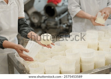 Workers preparing fresh cheese in factory, holding cheese forms and placing them on a table with other forms. Machinery is visible in background