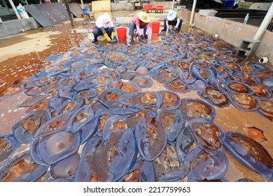 Workers Process Jellyfish Skin At A Seafood Processing Plant, China