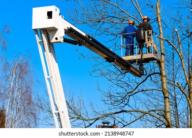 Workers Pruning, Trimming, Cutting Diseased Branches, Tree Felling, A Boom, A Chainsaw,Tree Service Arborist Pruning, Tree Removal Services,
