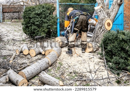 workers sawing old walnut tree in backyard of country house