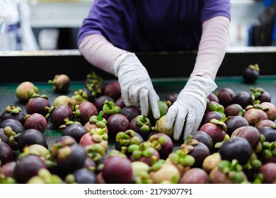 Workers select mangosteen for export. , mangosteen is a popular fruit in Asia.