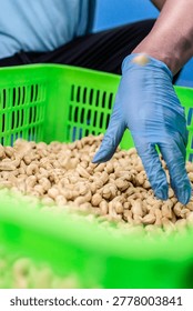 workers sorting cashew nuts at modern industrial agriculture factory in cambodia indoors
