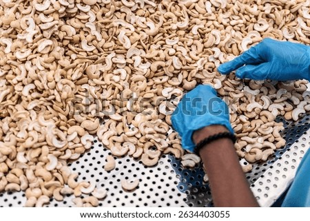 workers sorting cashew nuts at modern industrial agriculture factory in cambodia indoors