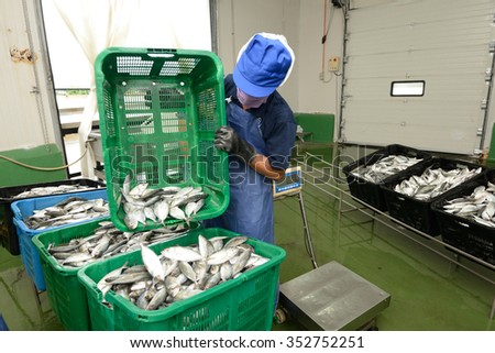 workers are sorting mackerel fish in baskets