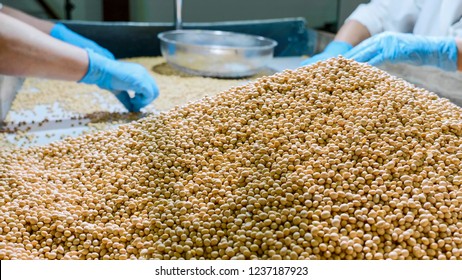 Workers Sorting Organic Raw Dry Soy Beans At Soy Milk Factory. Manual Labor For Best Quality Rpoduce.