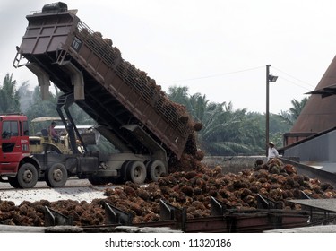 Workers Unload Oil Palm Fruits At A Factory