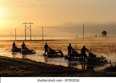 Workers use threshing machines in a flooded cranberry bog at dawn. The threshers loosen the cranberries from the vine which float to the surface for harvesting. Richmond, British Columbia, Canada.