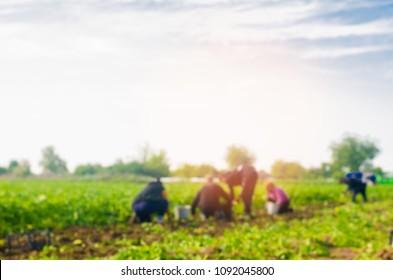 Workers Work On The Field, Harvesting, Manual Labor, Farming, Agriculture, Agro-industry In Third World Countries, Labor Migrants, Family Farmers. Seacional Job. Blurred Background