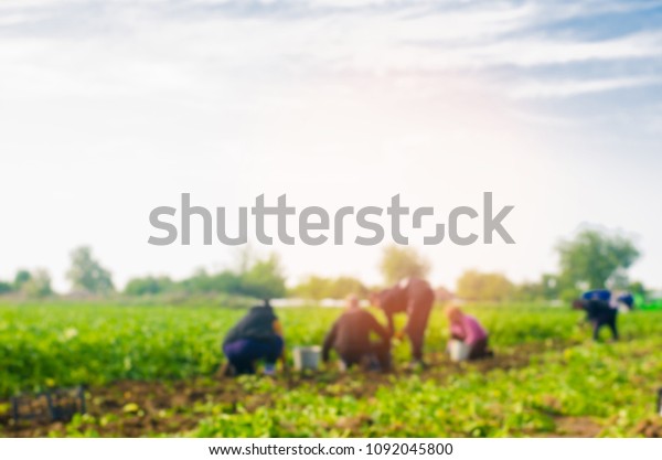 workers work\
on the field, harvesting, manual labor, farming, agriculture,\
agro-industry in third world countries, labor migrants, Family\
farmers. Seacional job. blurred\
background