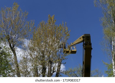 Workers Work On Pruning Tall Trees. Lift Installed.  Blue Sky With White Clouds.