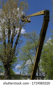 Workers Work On Pruning Tall Trees. Lift Installed.  Blue Sky With White Clouds.