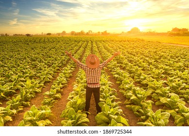 Workers Working Happily On Cuban Tobacco Farms Continue To Use Traditional Techniques In Agricultural Production, Especially Tobacco