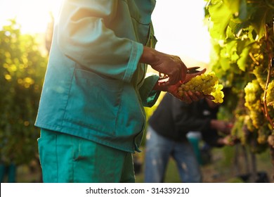 Workers working in vineyard cutting grapes from vines. People picking grapes during wine harvest in vineyard. Focus on hands of the worker. - Powered by Shutterstock