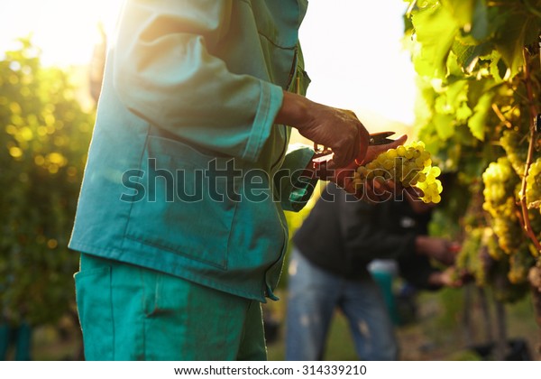 Workers working in vineyard cutting grapes from\
vines. People picking grapes during wine harvest in vineyard. Focus\
on hands of the worker.