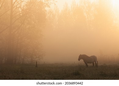 Workhorse standing in a farmfield on a foggy summer morning just when the sun starts to rise above the trees.
