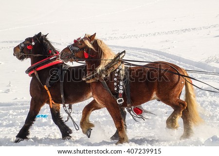 Workhorses inactive after work.