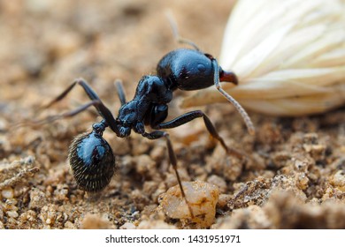 Working ant, pulling a ceed