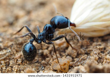 Working ant, pulling a ceed