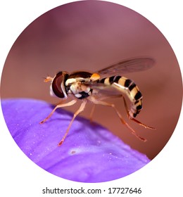 working bee  (circle shape)