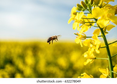 Working bee flying on canola field - Powered by Shutterstock