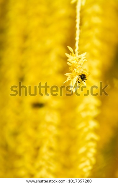 Working Bee Getting Nectar Out Palm Stock Photo Edit Now 1017357280