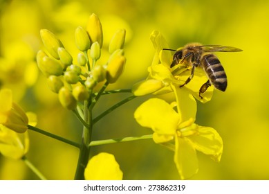 Working Bee On Canola Plant.