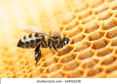 Working Bee On Honeycomb