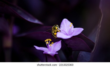 Working Bee Is Pollinating The Flowers. This Little Animal Play The Most Important Role In Natural Ecosystem.