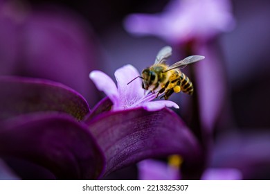 Working Bee Is Pollinating The Flowers. This Little Animal Play The Most Important Role In Natural Ecosystem.