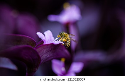 Working Bee Is Pollinating The Flowers. This Little Animal Play The Most Important Role In Natural Ecosystem.