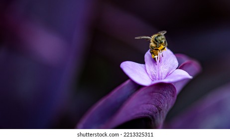 Working Bee Is Pollinating The Flowers. This Little Animal Play The Most Important Role In Natural Ecosystem.