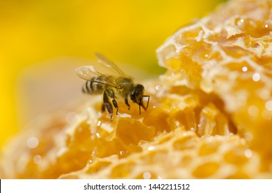 Working bees on honey cells. Close up view of bees on honeycomb