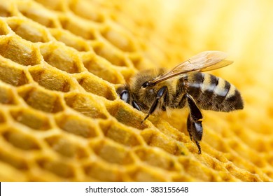 Working Bees On Honeycomb