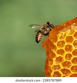 Working bees on honeycomb, close up. Colony of bees in apiary. Beekeeping in countryside. Macro shot with in a hive in a honeycomb, wax cells with honey and pollen. Honey in combs - Powered by Shutterstock