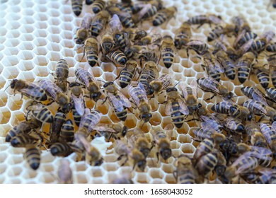 Working Bees On Honeycomb With Honey. Carniolan Honey Bee, Apis Mellifera Carnica.