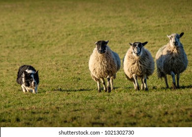 Working Border Collie Sheep Dog Herding Three Sheep In A Row