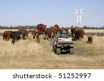 Working with cattle on a farm in central west NSW, Australia