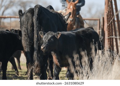 Working cattle ranch concept with cows in pen and cowboy on horse in background.