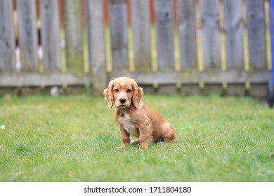 trained cocker spaniel for sale