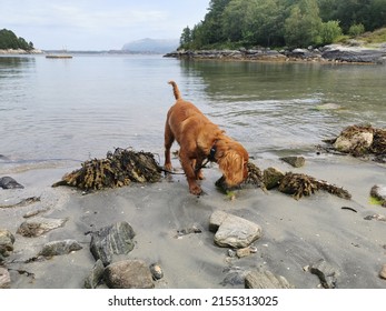 Working Cocker Spaniel Playing On The Beach